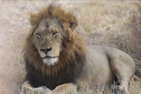 关于撒索罗在比赛中表现出色实力的信息 关于撒索罗在比赛中表现出色实力的信息